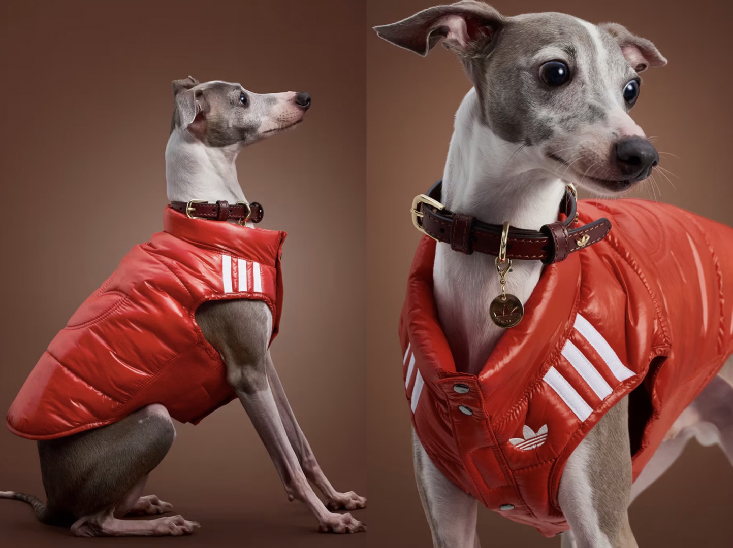 adidas расширил коллекцию одежды и аксессуаров для питомцев