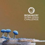Biomimicry Global Design Challenge 2021