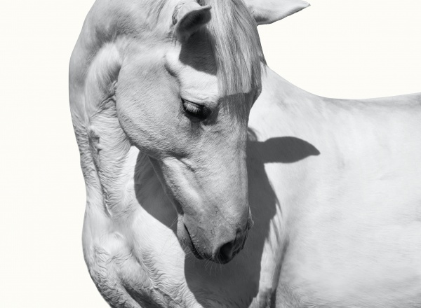 Выставка фотографий Ирины Казариди «HORSES»