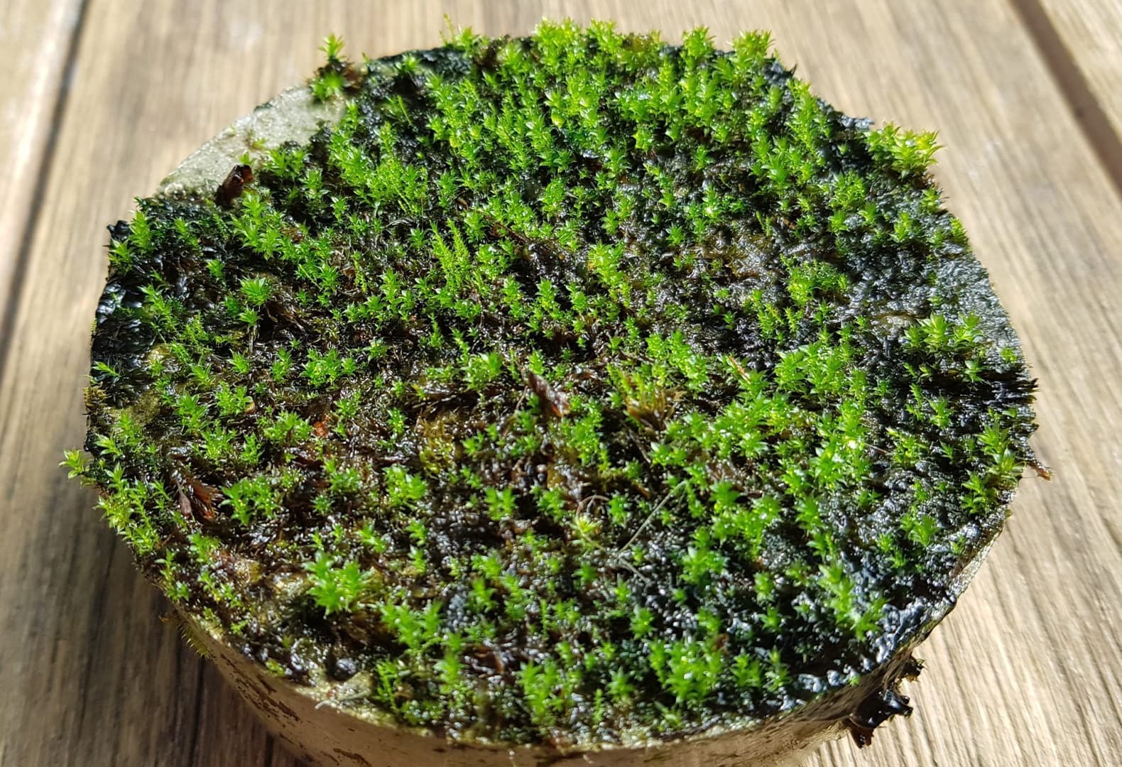 Экологичный бетон, Respyre