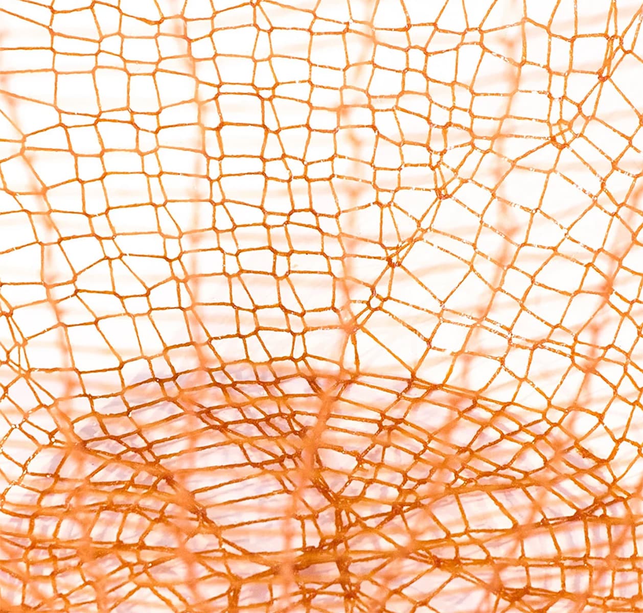 Гертруда Халсн