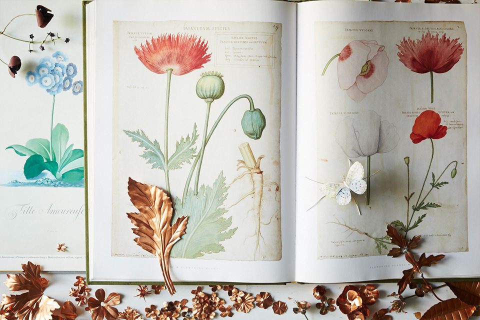 художница Кармен Алмон и ее цветы