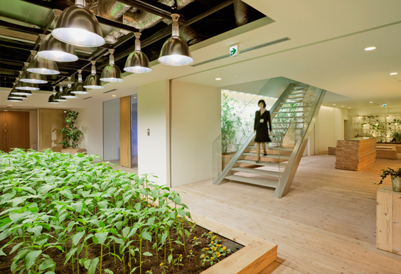 Зеленый офис: дизайнерские проекты с живыми растениями