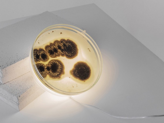Ян Клингер превращает бактерии в свет