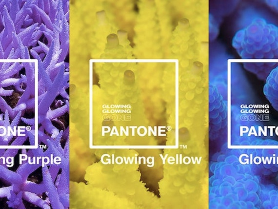 Компания Pantone посвятила три новых цвета исчезающим видам кораллов
