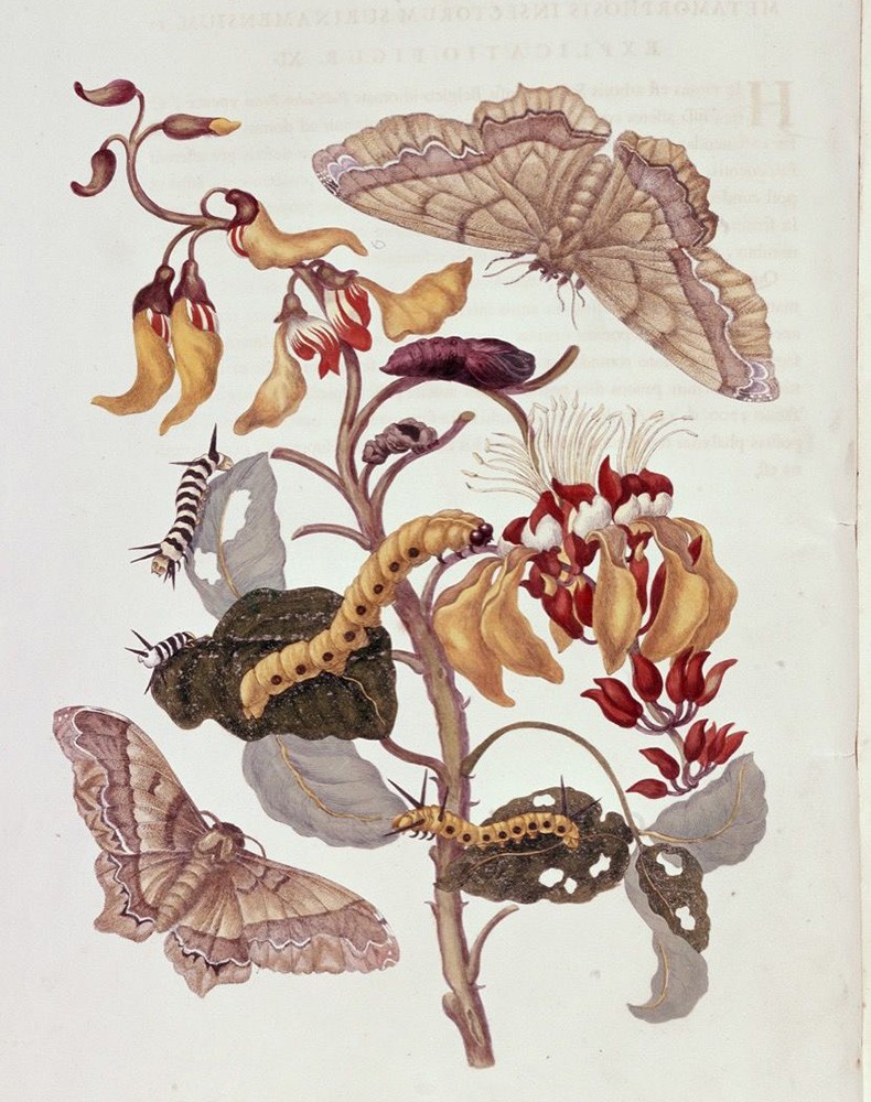 «Metamorphosis Insectorum Surinamensium» (1705), Мария Сибилла Мериан