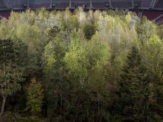 Клаус Литтманн превратил австрийский футбольный стадион в лес