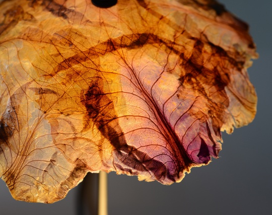 Nir Meiri превращают листья капусты в плафоны для светильников