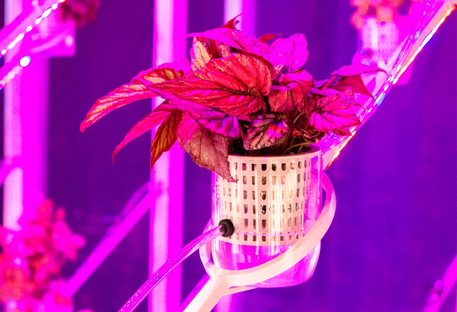 Power Plants, Марьян ван Обель