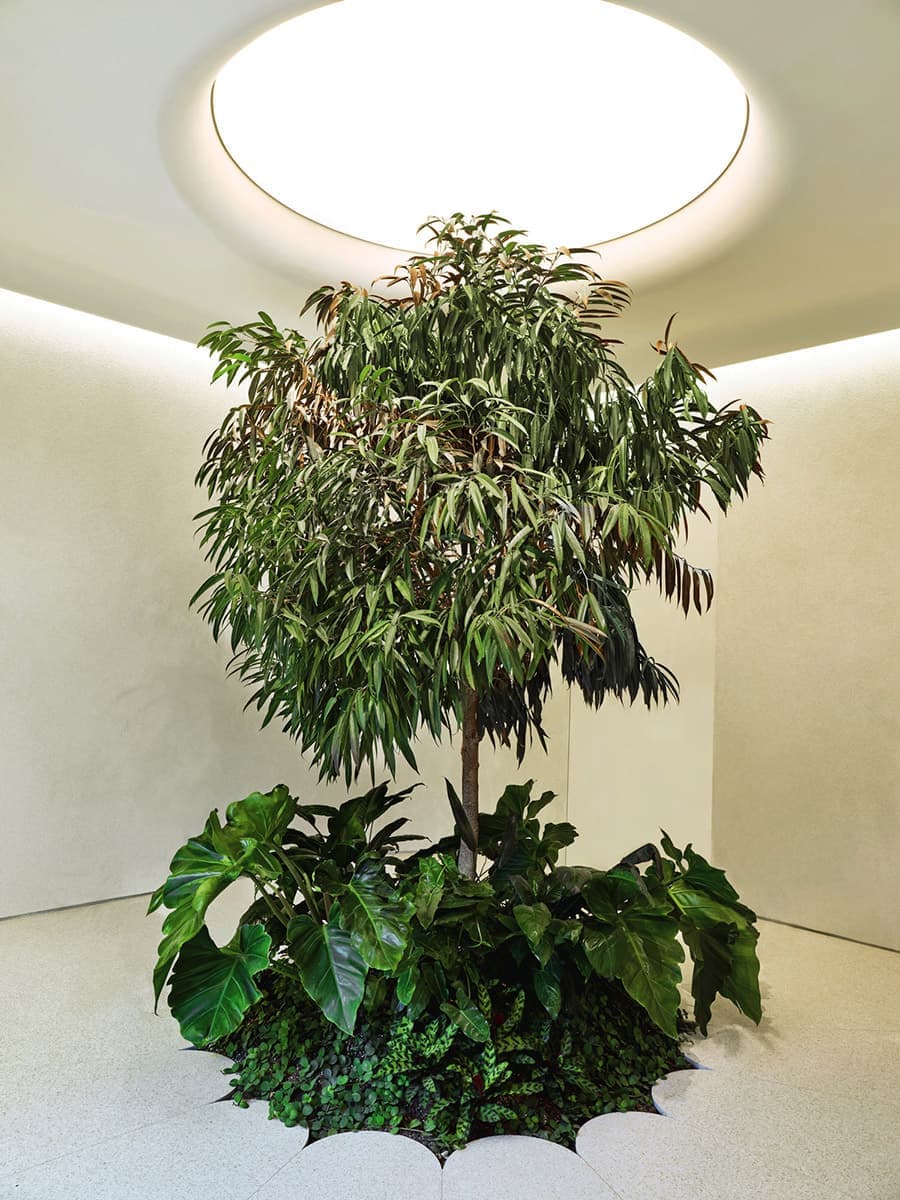 Высокотехнологичный диспансер каннабиса – проект Studio Paolo Ferrari