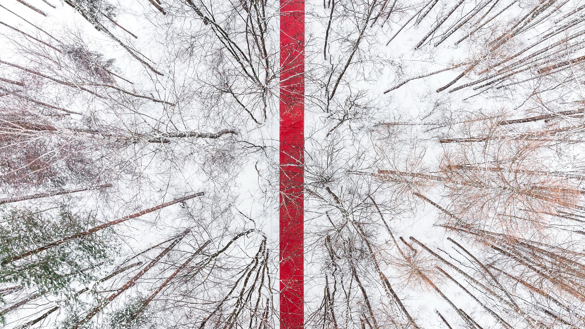 «Белый лес»: лэнд-арт в Парке Малевича, который можно увидеть прямо сейчас