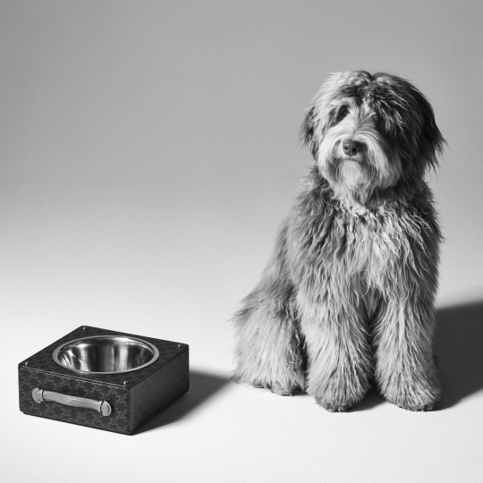 Celine выпускает аксессуары для собак, вдохновленные питомцем Эди Слимана