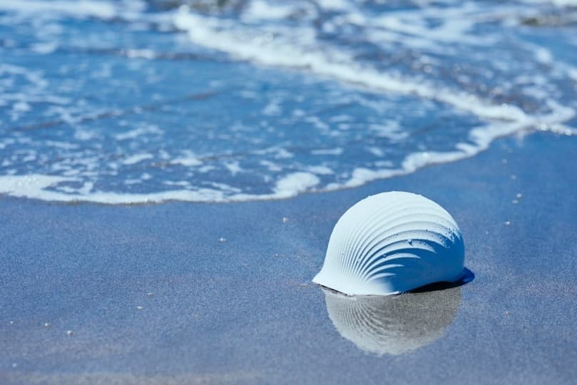 Shellmet: шлем из раковин морского гребешка и переработанного пластика
